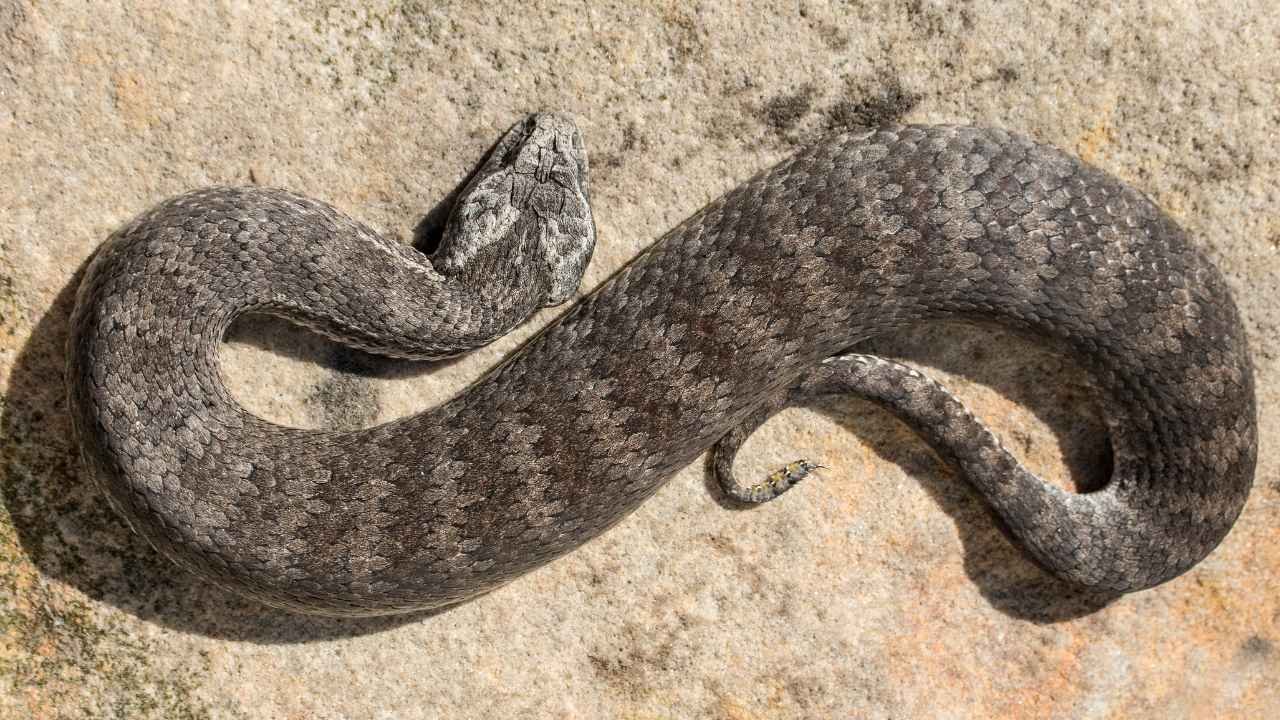 Common Death Adder