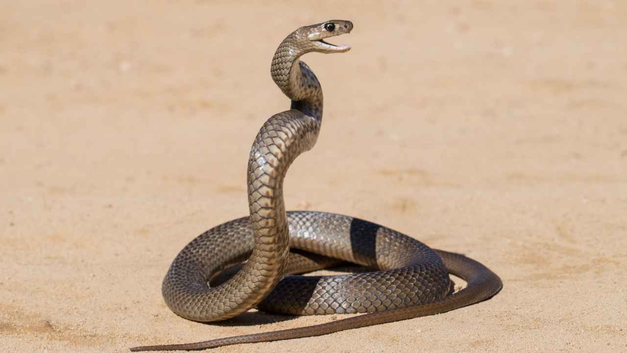 Eastern Brown Snake