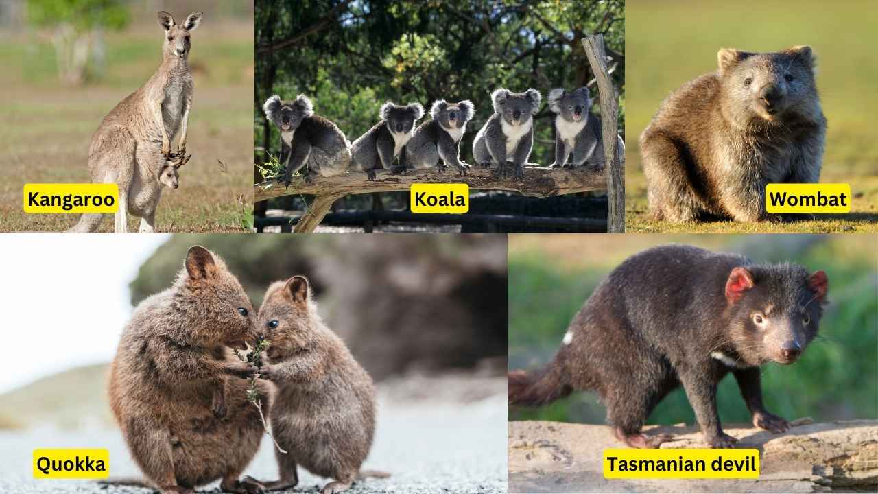 Marsupials