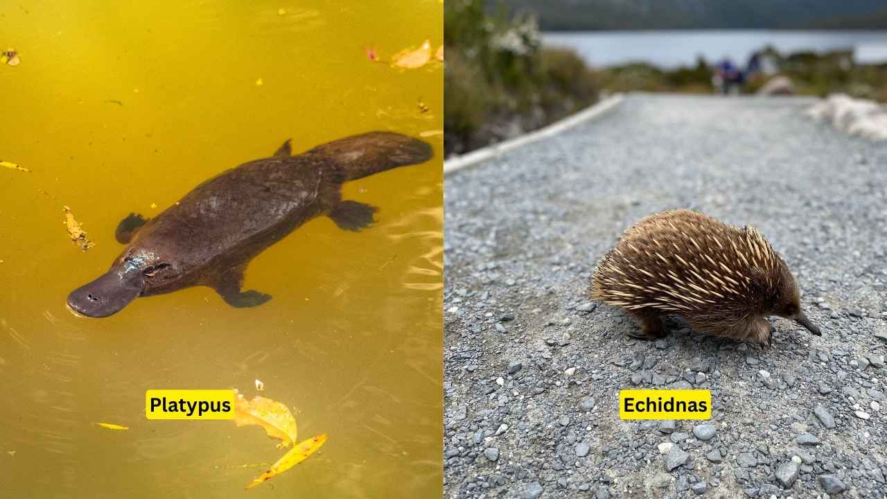 Monotremes