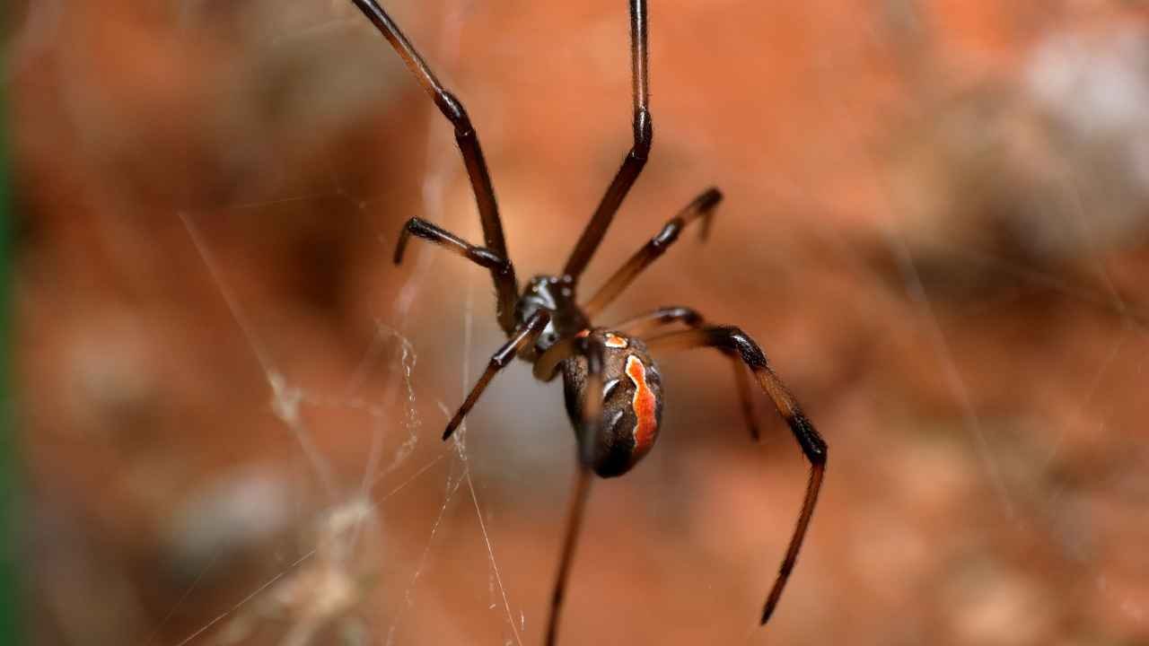 Redback Spider