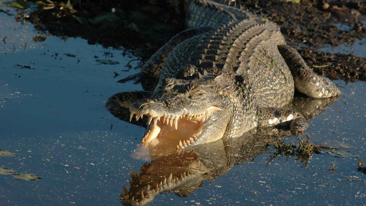 Saltwater Crocodile