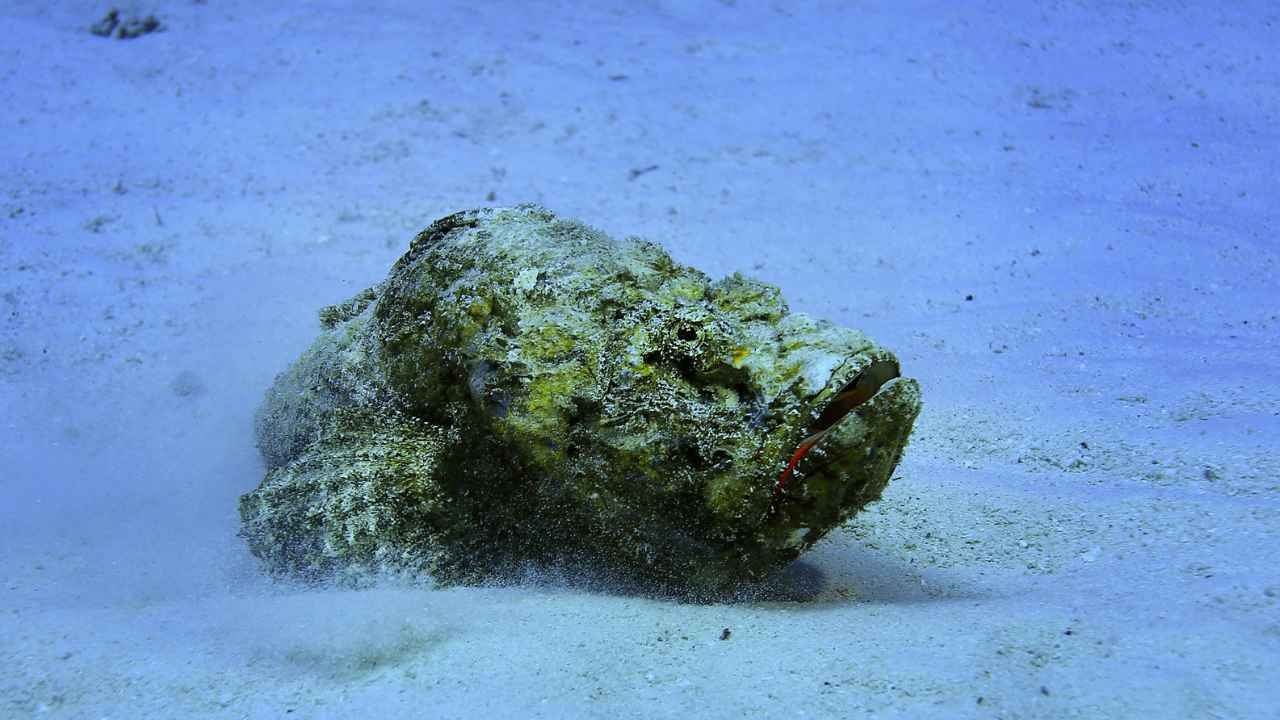 Stonefish