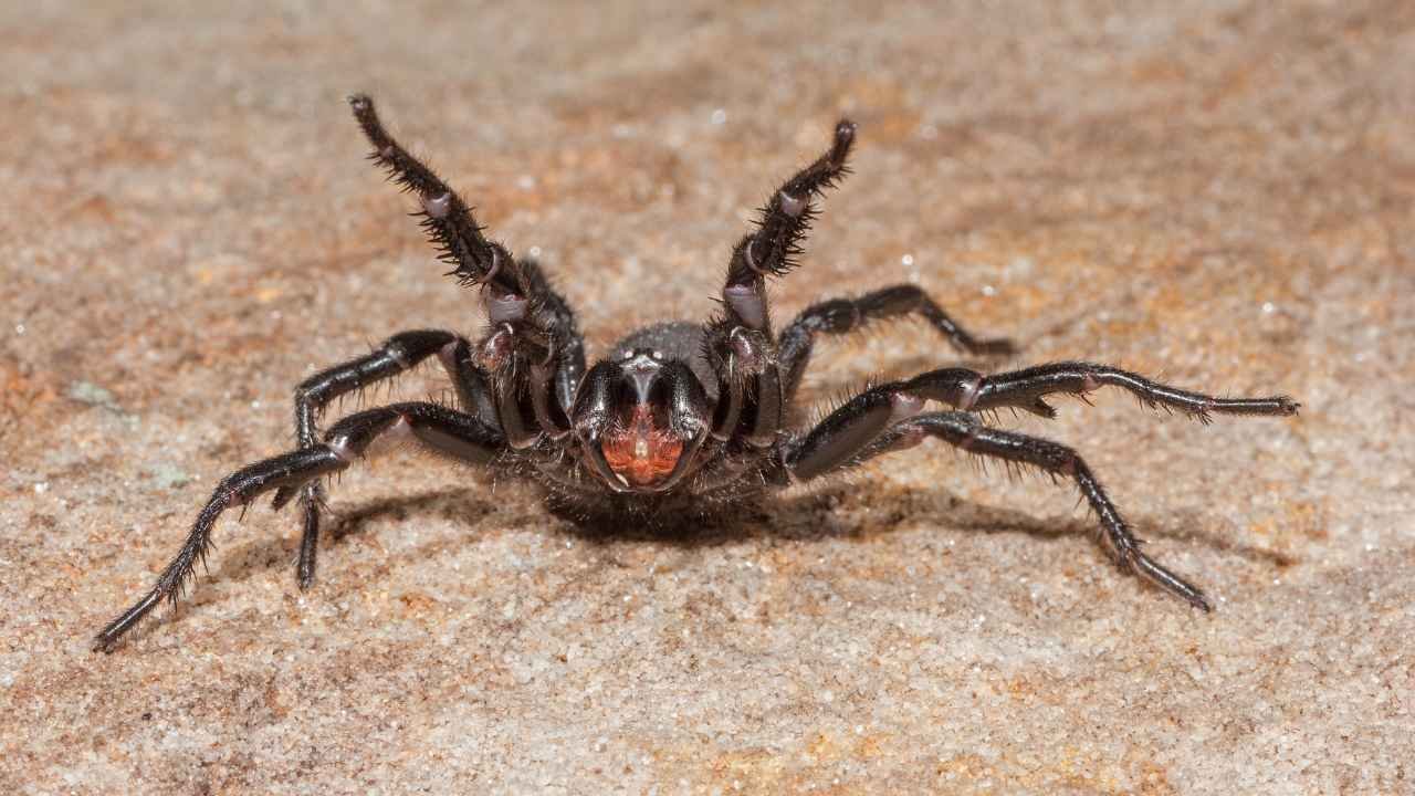 Sydney Funnel-Web Spider