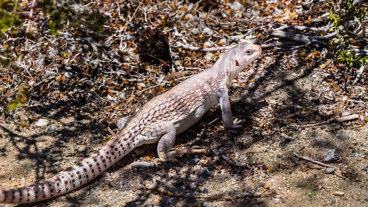 Desert Iguanas