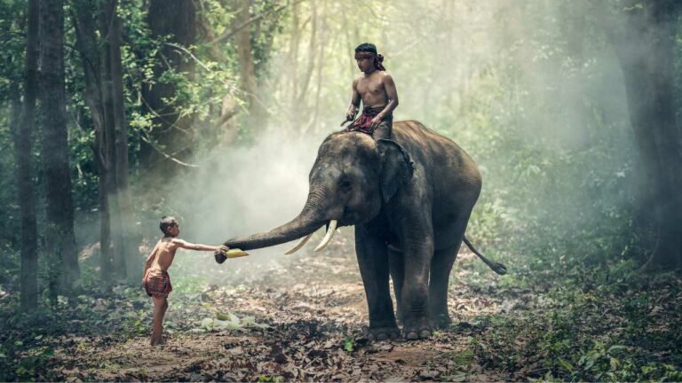 Elephants Think Of Humans