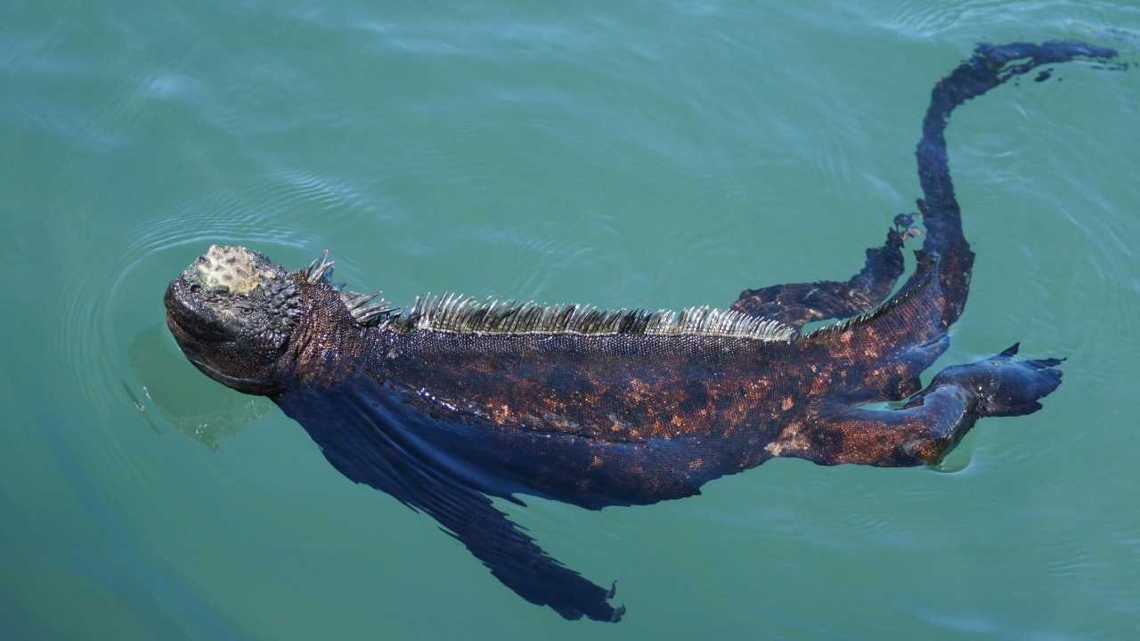 Marine Iguanas