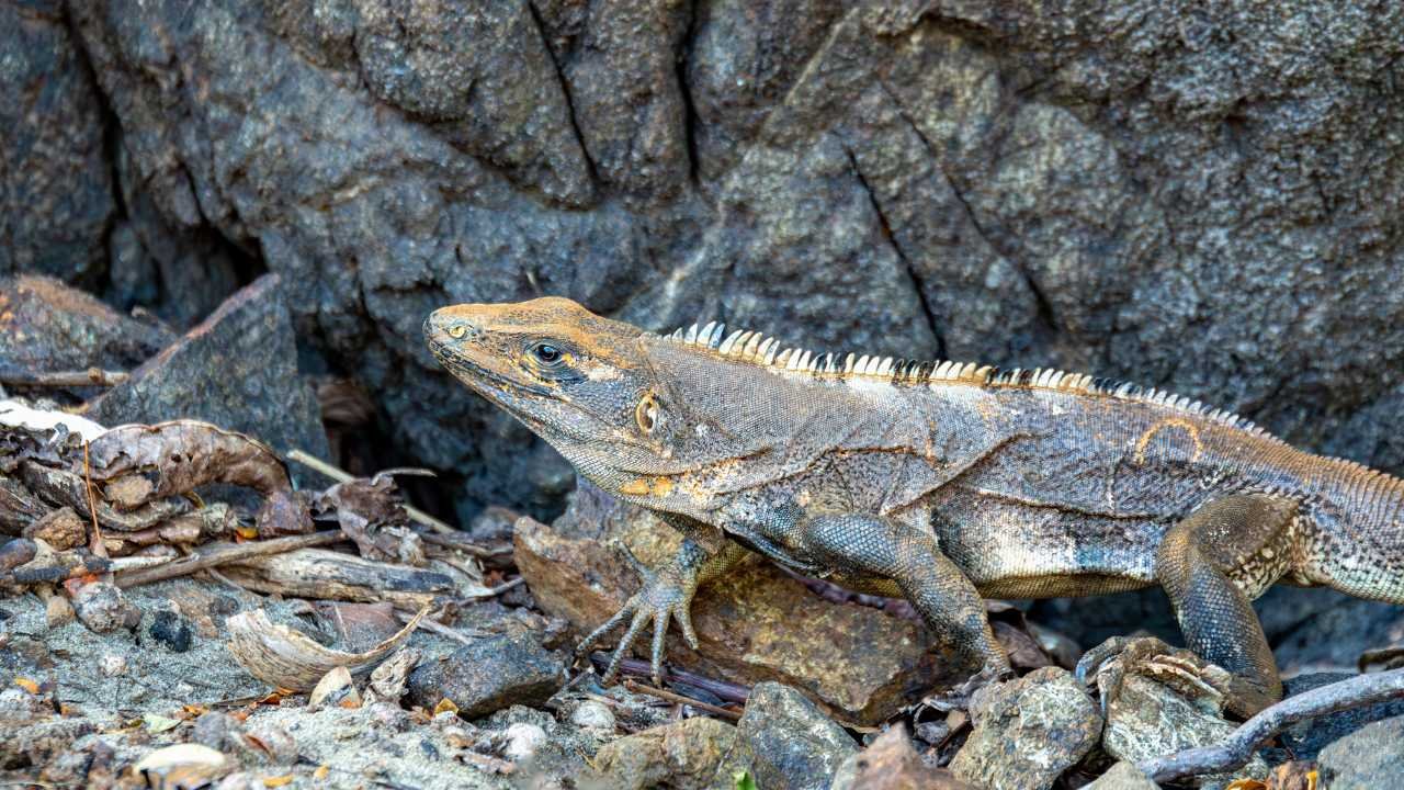 Spiny-Tailed Iguanas