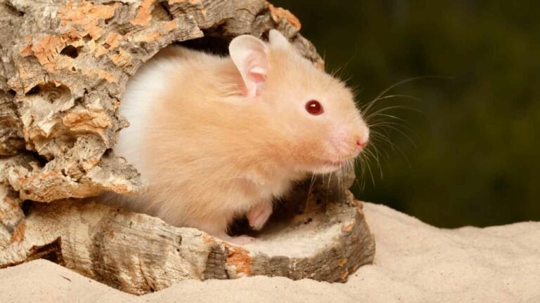 Teddy Bear Hamster