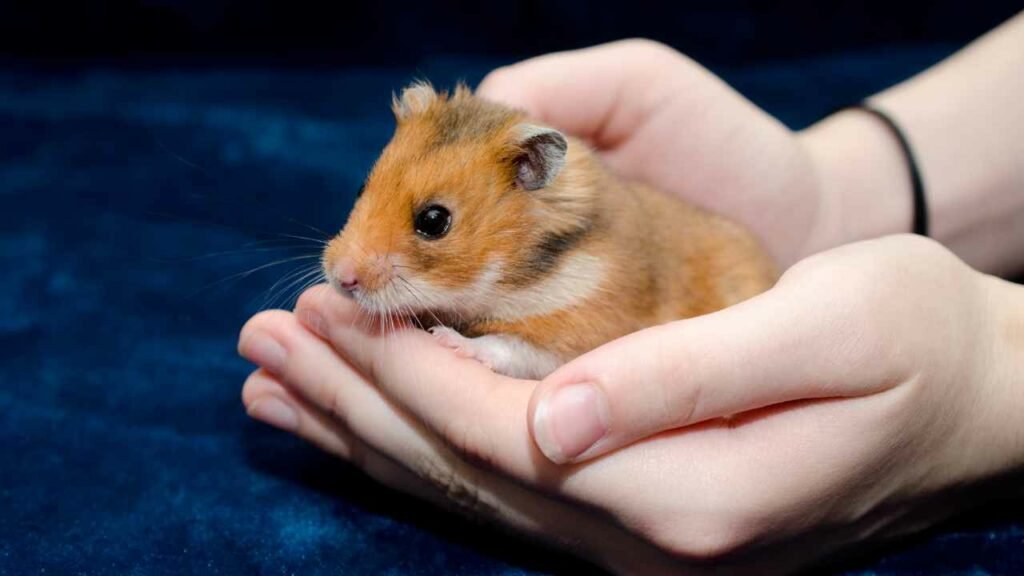 Photo inspiration: Fresh Look at Teddy Bear Hamster Facts For Kids The Ultimate Pet Guide