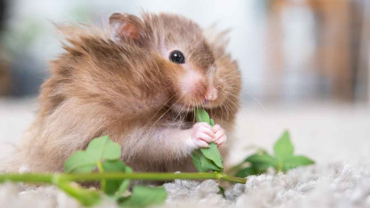 Teddy Bear Hamsters Diet