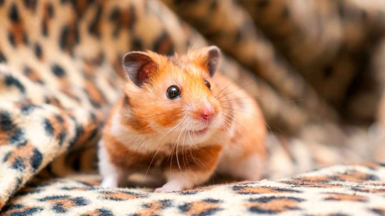 Teddy Bear Hamsters Habitat