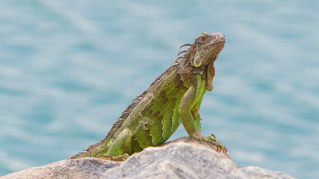 What Do Iguanas Eat – Iguanas Diet