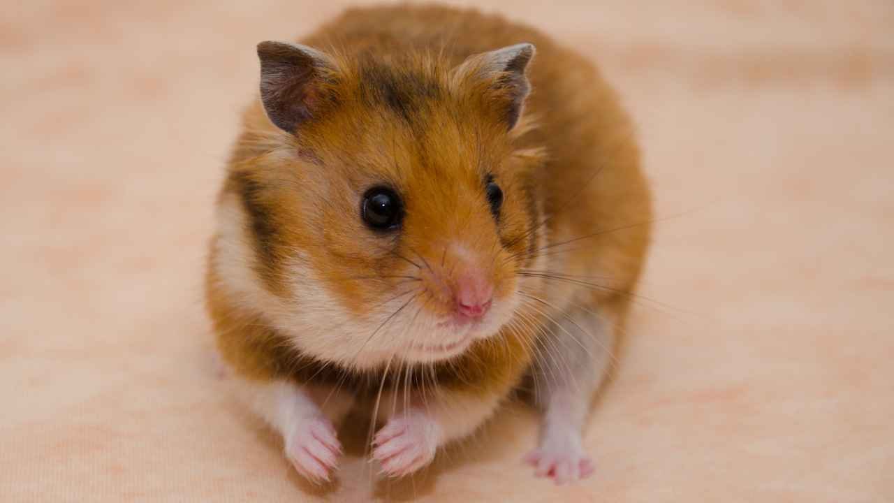 teddy bear hamsters look