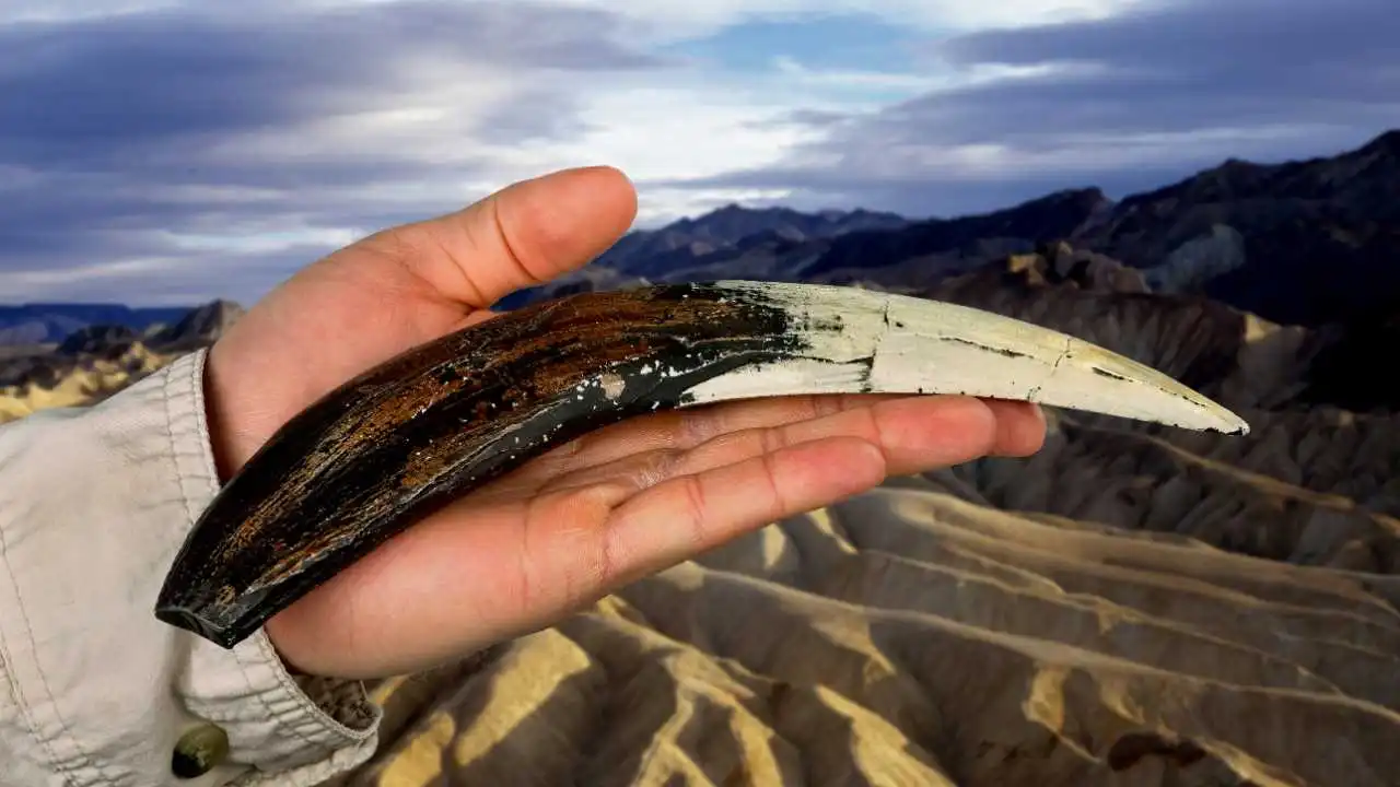 Saber Tooth Tiger teeth