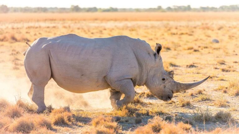 White Rhino