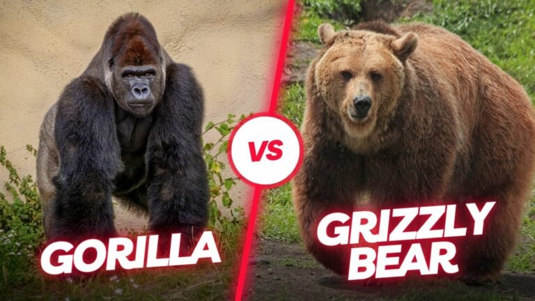 Gorilla Versus Grizzly Bear