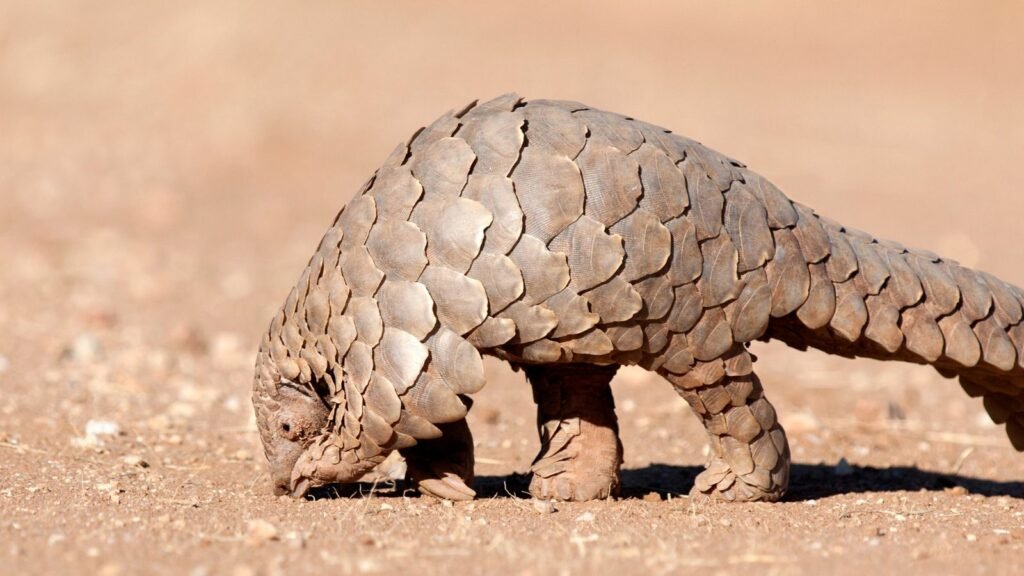 Why Are Pangolins the Most Trafficked Animals in the World? – Shocking Facts