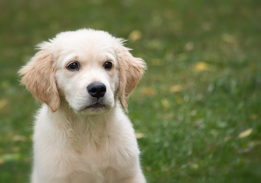 golden-retriever