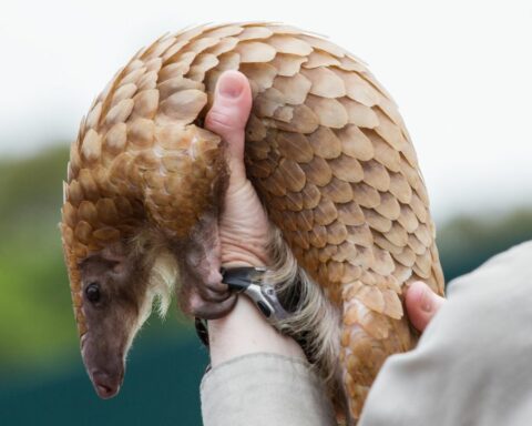 Pangolin Cure