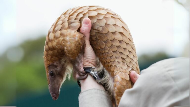 Pangolin Cure