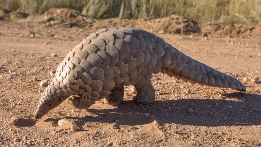 What Are Pangolin Scales Used For?