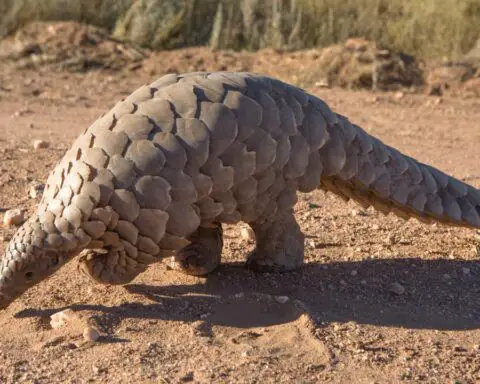 Pangolin Scale Uses