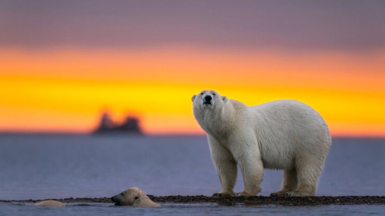 Adaptation in Nature: How Species Evolve to Survive and Thrive