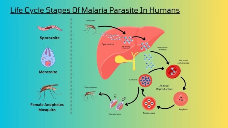 Life Cycle of Malaria Parasite | Stages & Facts Explained
