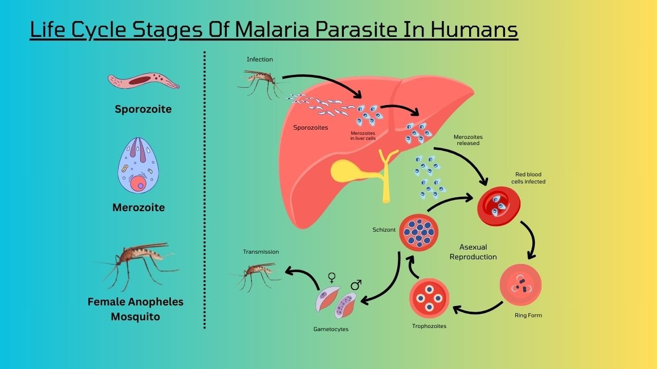 Life cycle in human 
