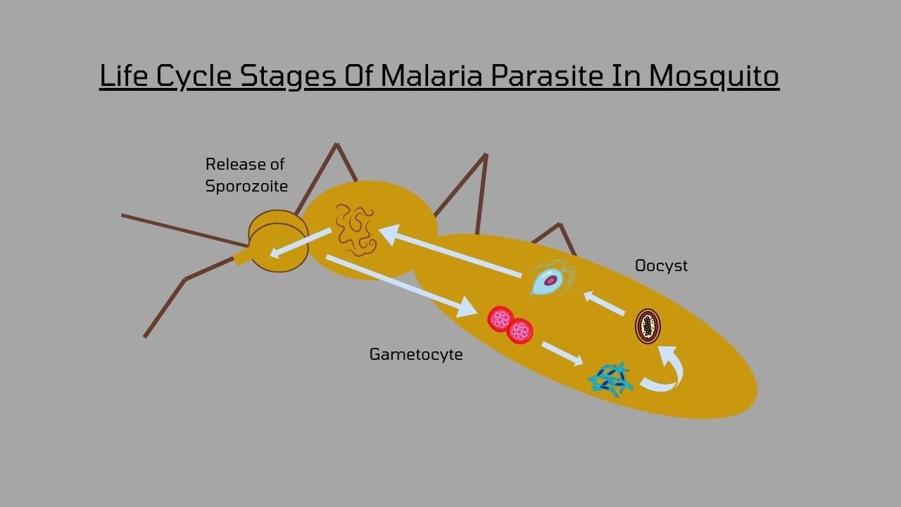 Life cycle in mosquito