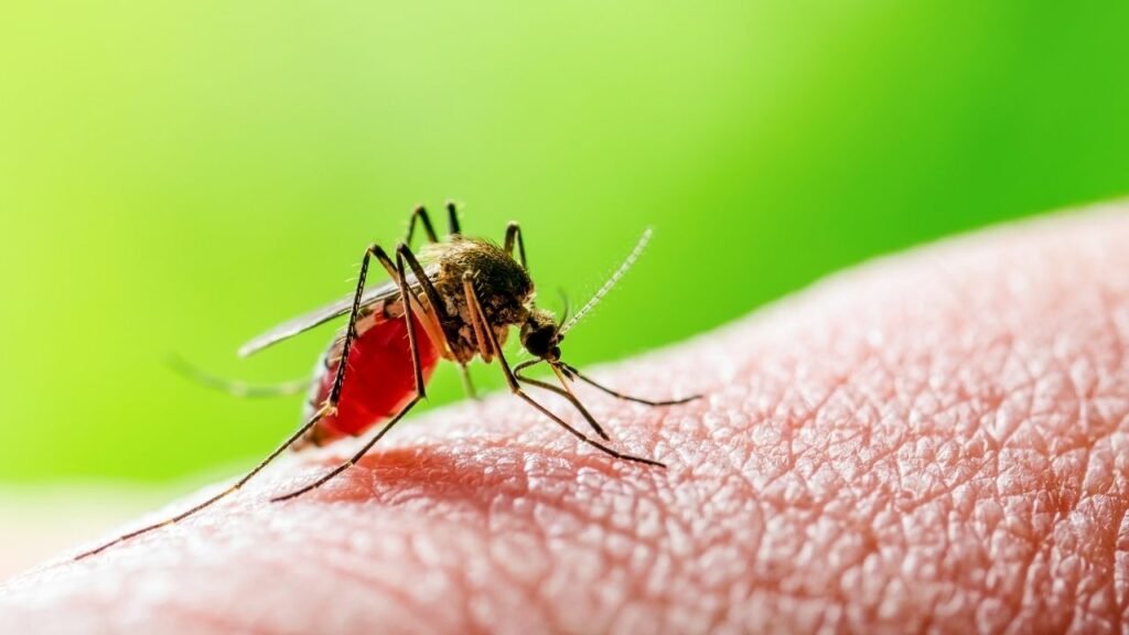 Life Cycle Of Malaria Parasite 