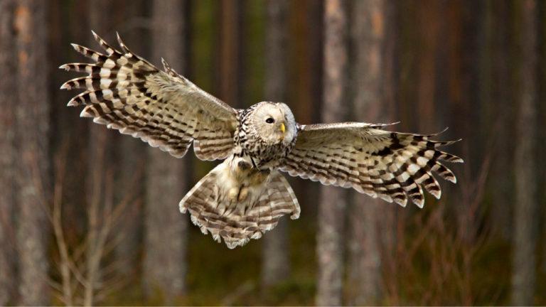 Owl Fly