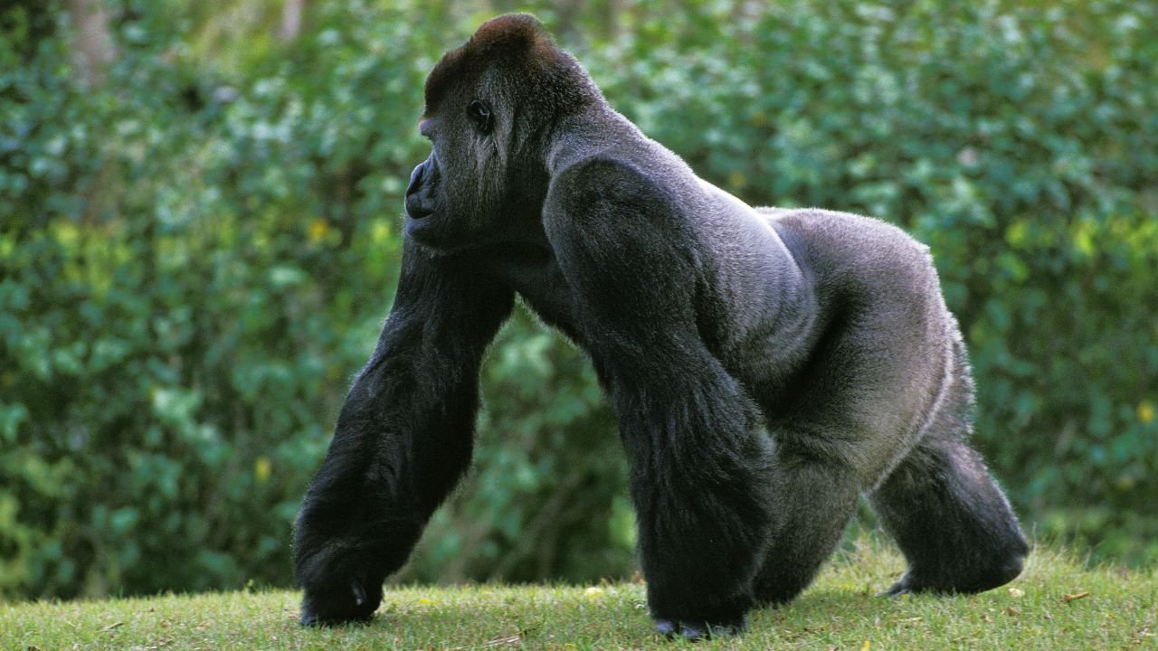 Silverback Gorilla strong