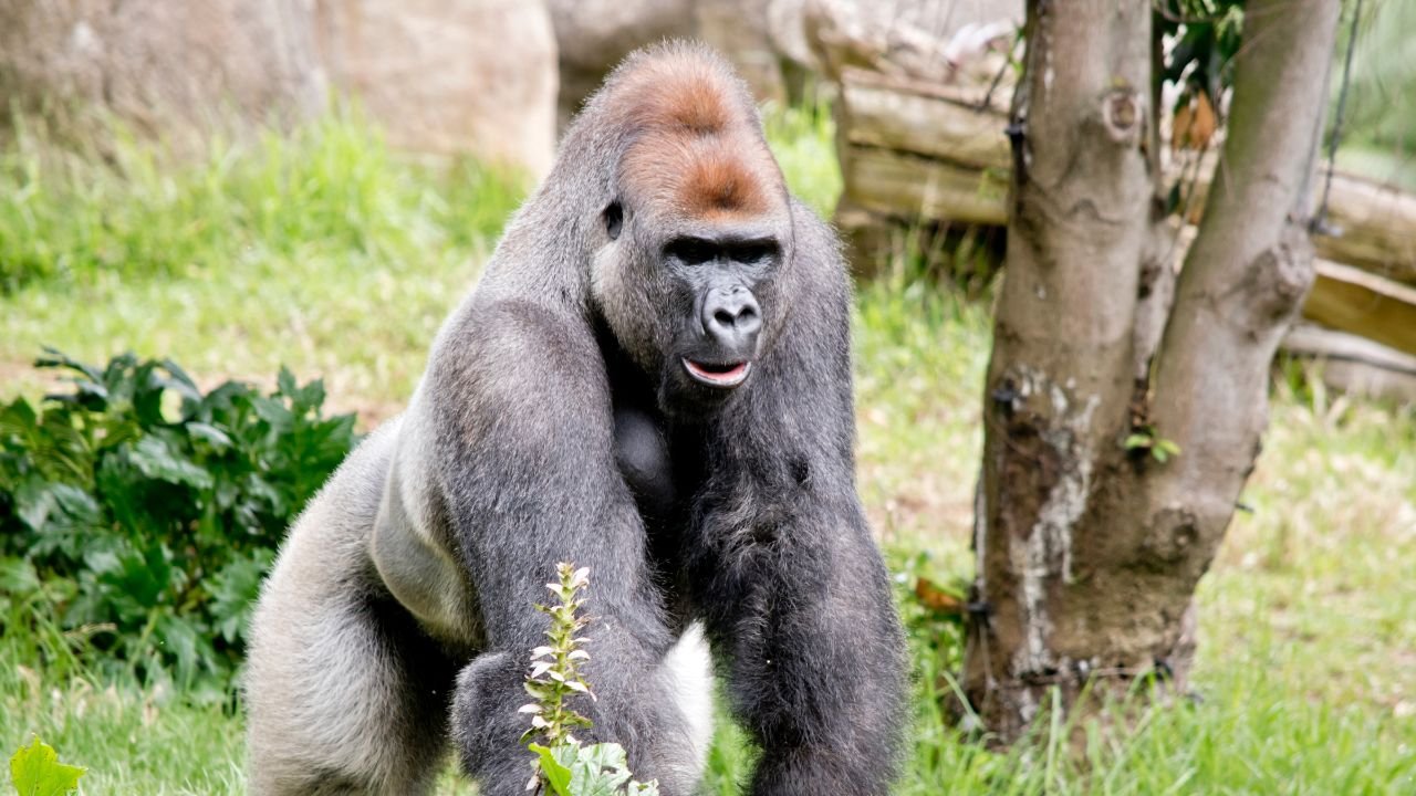 A gorilla walking on all fours through grass