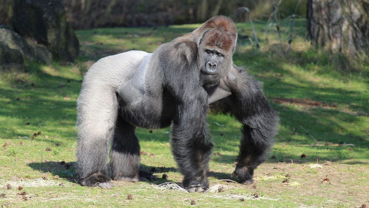 Silverback Gorillas strong body
