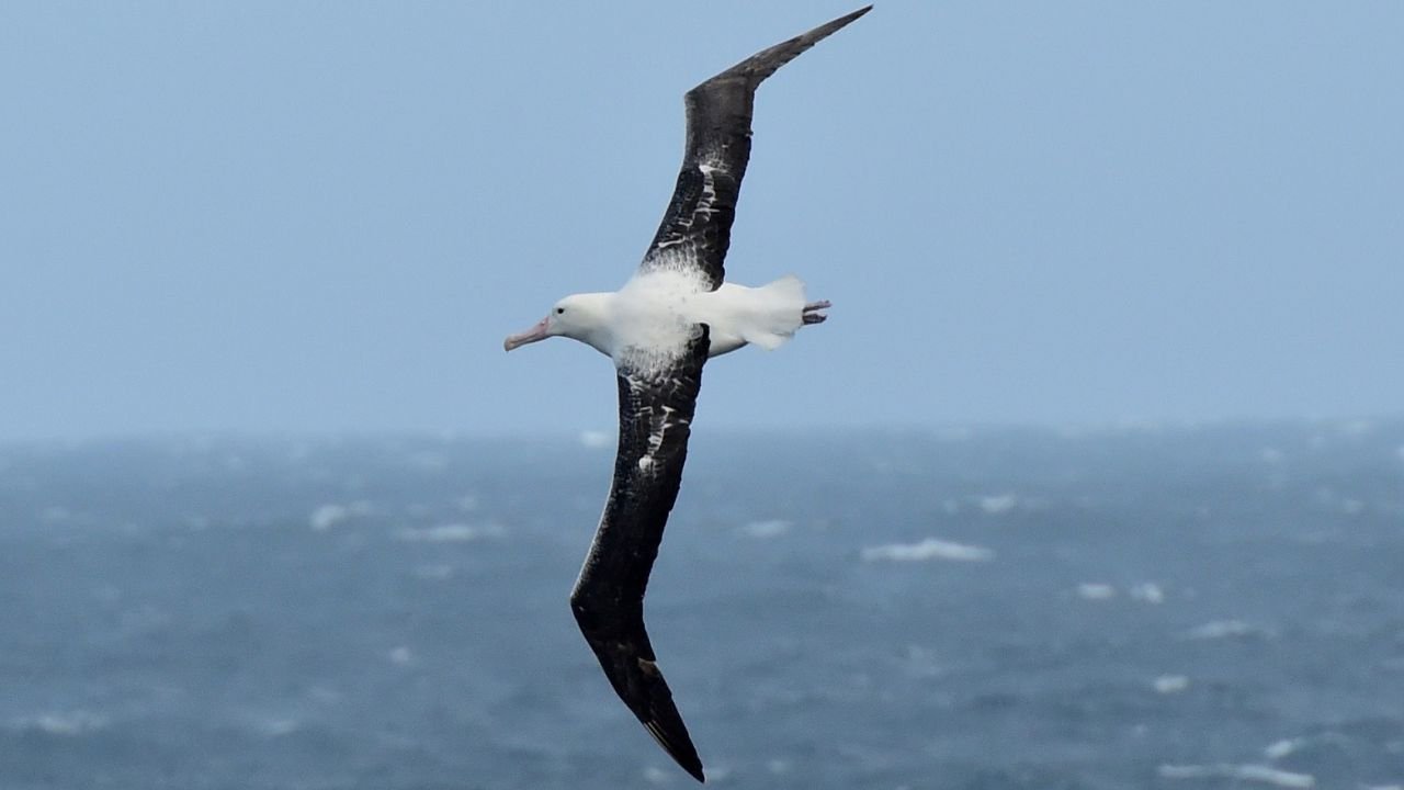 Wandering Albatross