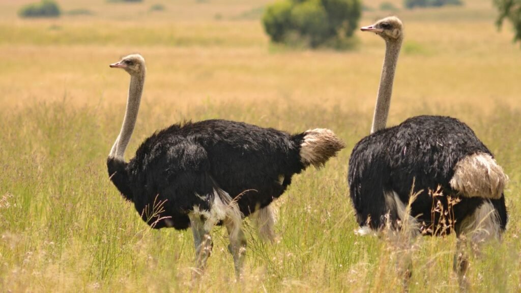 What Is The Biggest Bird In The World?