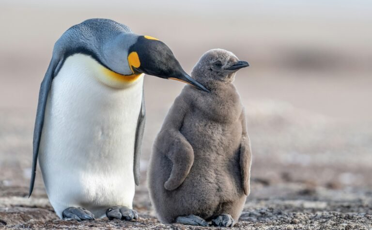 emperor penguin fun facts