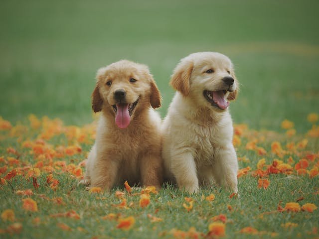 Goberian Dog Traits: What Makes This Mix So Special for Kids?