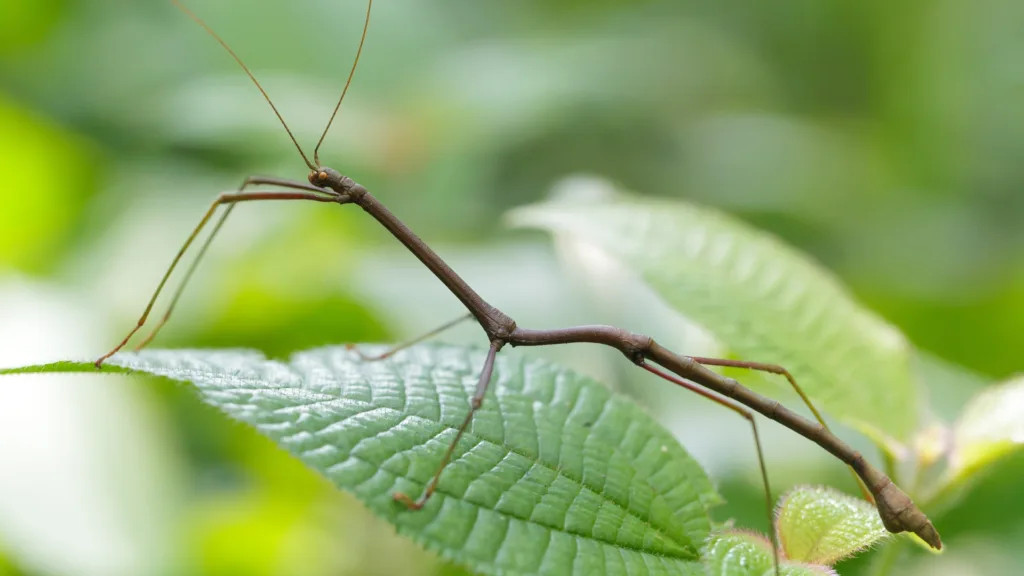 How Do Stick Insects Eat?