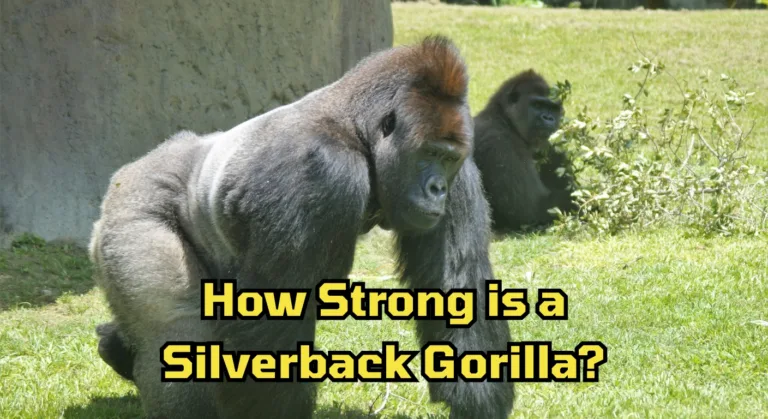 How Strong is a Silverback Gorilla?