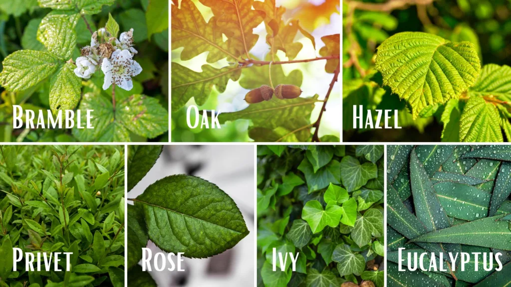 Best Plants to Feed Walking Stick Bugs
