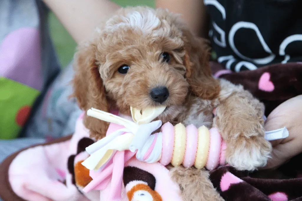 Socialization Tips for Mini Goldendoodle Puppies