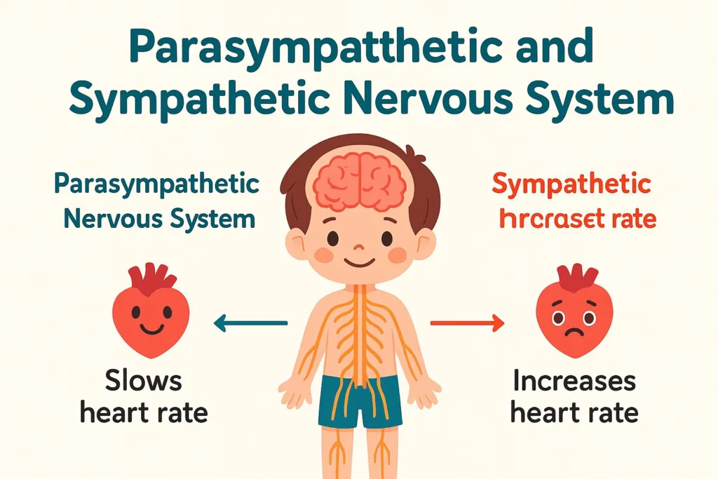 Parasympathetic and Sympathetic Nervous System for Kids