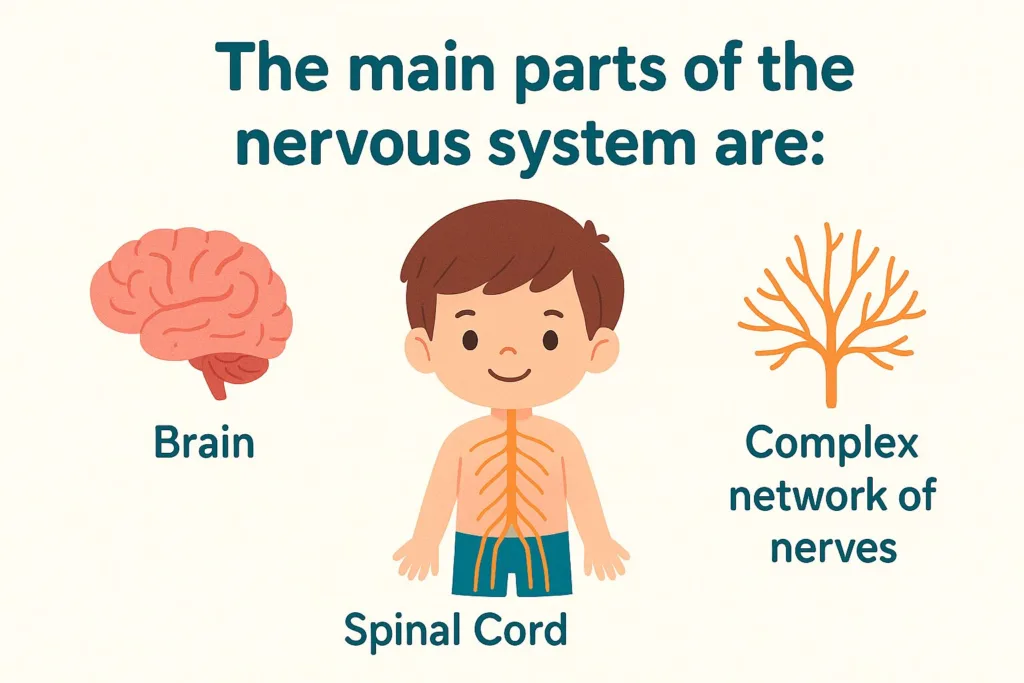 What Is the Nervous System?