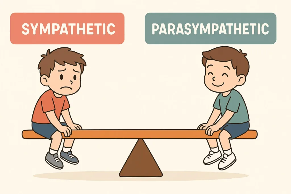Sympathetic vs Parasympathetic