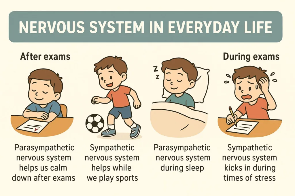 Nervous System in Everyday Life