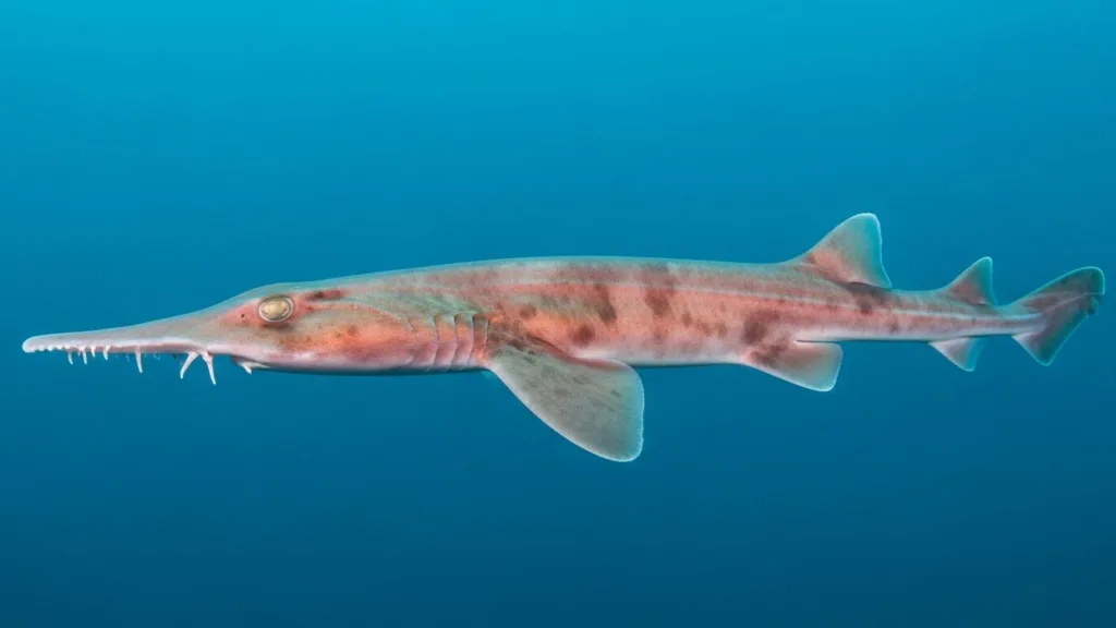 Goblin Shark Appearance & Body Features 