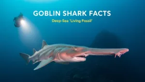 Goblin Shark Facts – Learn All About Goblin Shark 